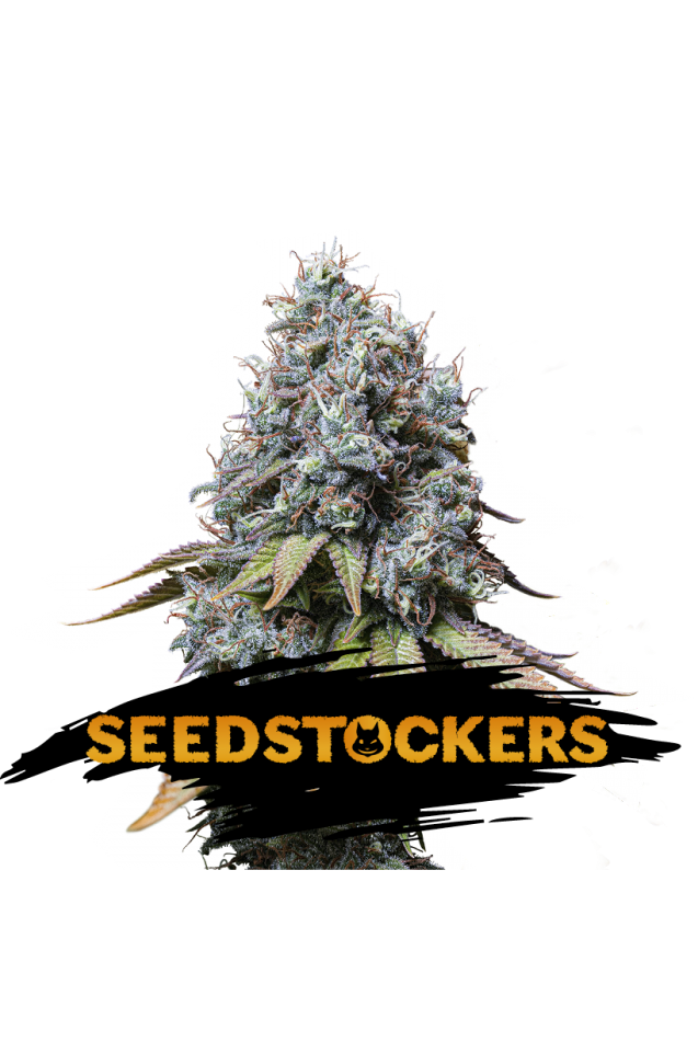 Sour Diesel Feminised Seeds