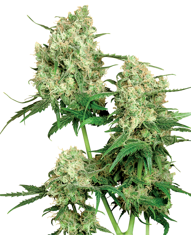 Maple Leaf Indica Regular Seeds