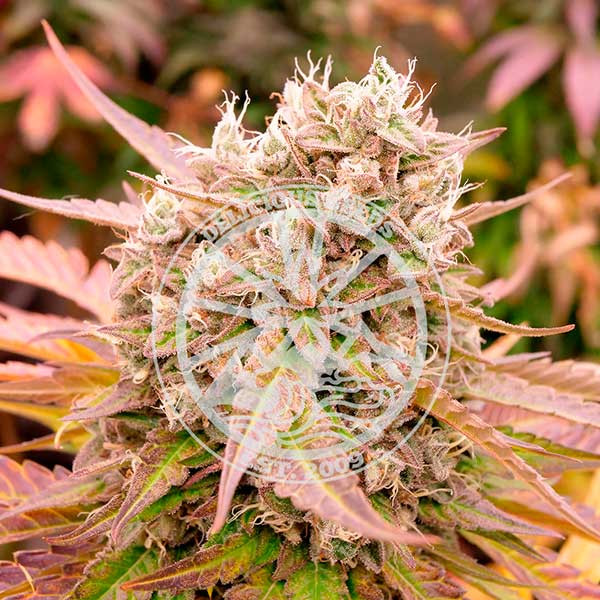 Dark Lemonade Auto Feminised Seeds