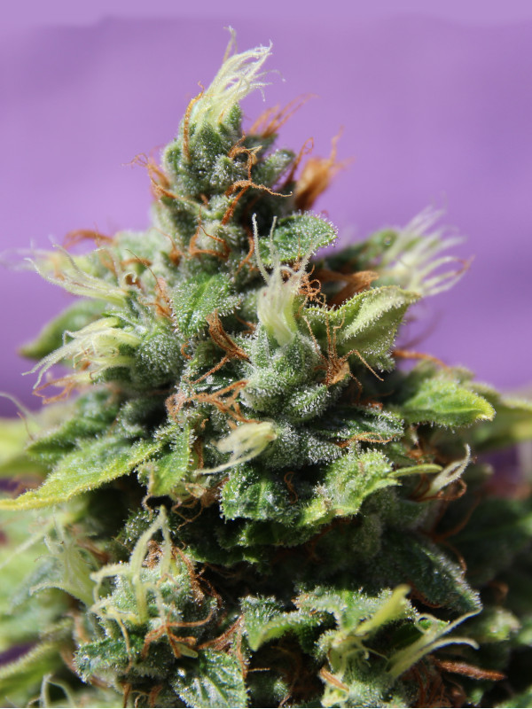 Auto Future #1 Feminised Seeds Anesia Seeds