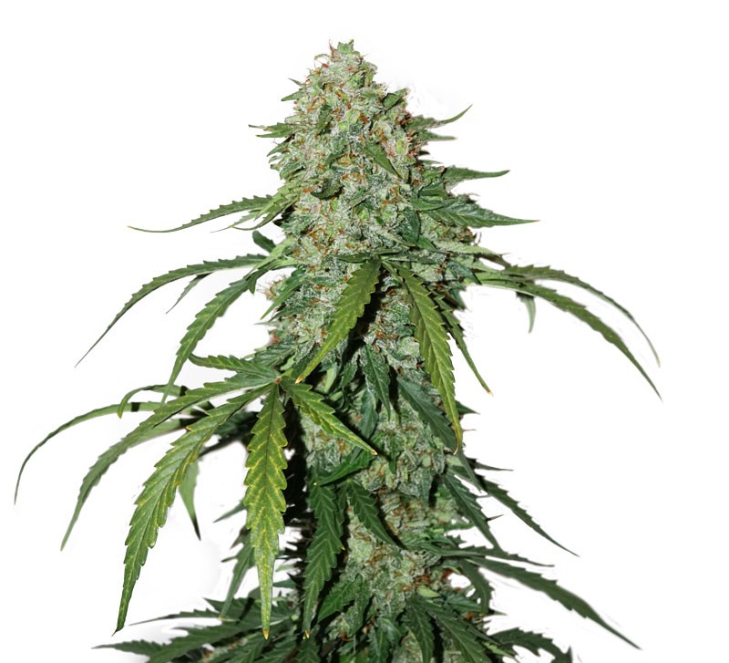 CBD 1:1 Silver Lime Haze Auto Feminised Seedstockers Seeds