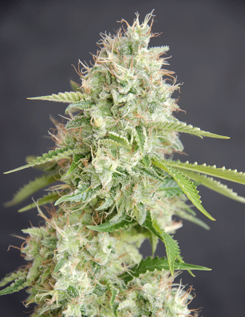 Double Cream Feminised Seeds