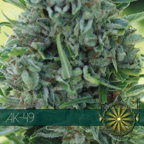 AK 49 Feminised Vision Seeds