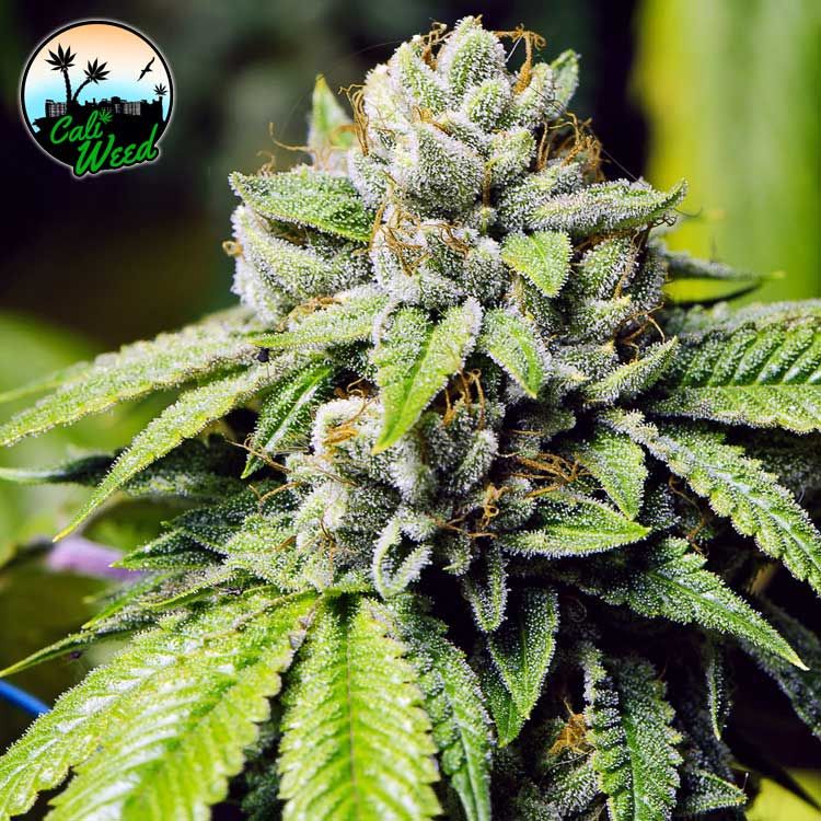 Jon Snow Feminised Seeds