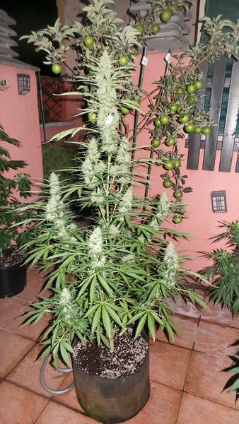 Spacer Feminised Seeds