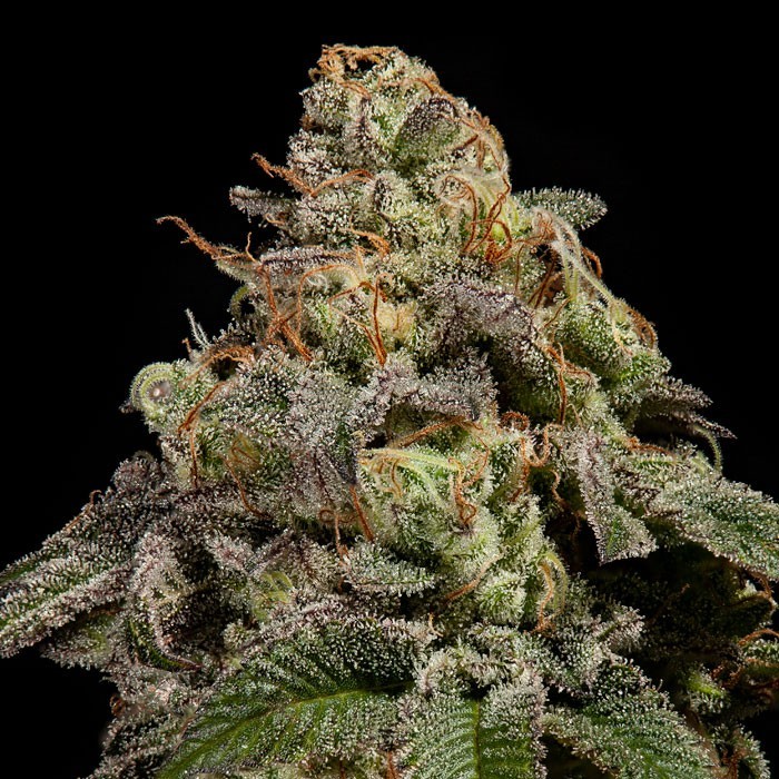 OMG Feminised Seeds