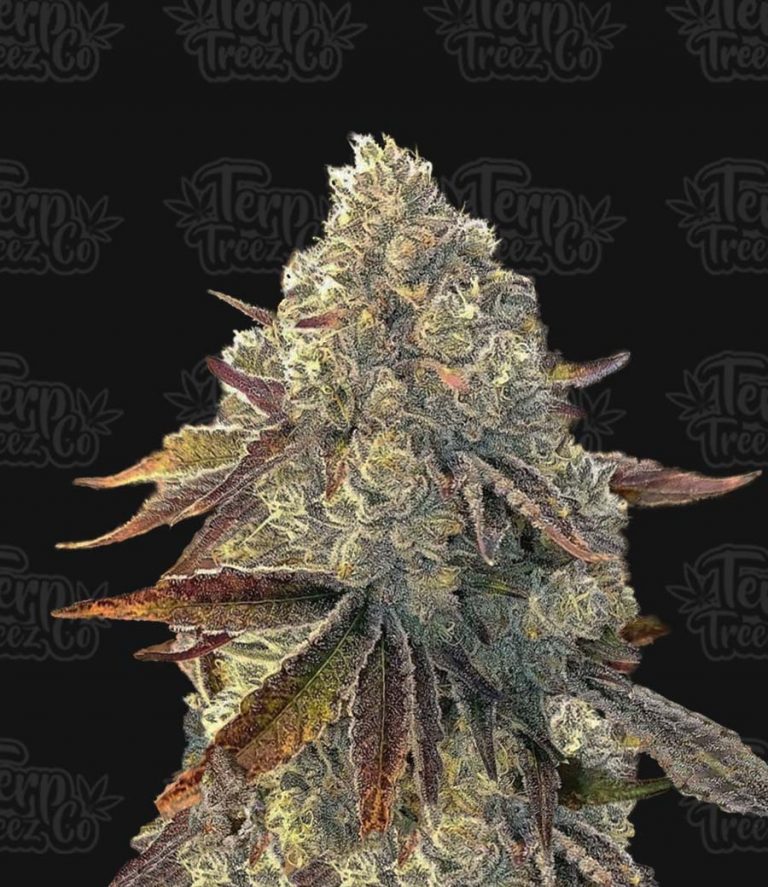 Auto Bacio Gelati Feminised Seeds