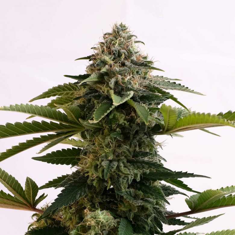 Amnesia Dream XL Auto Edition Feminised Seeds