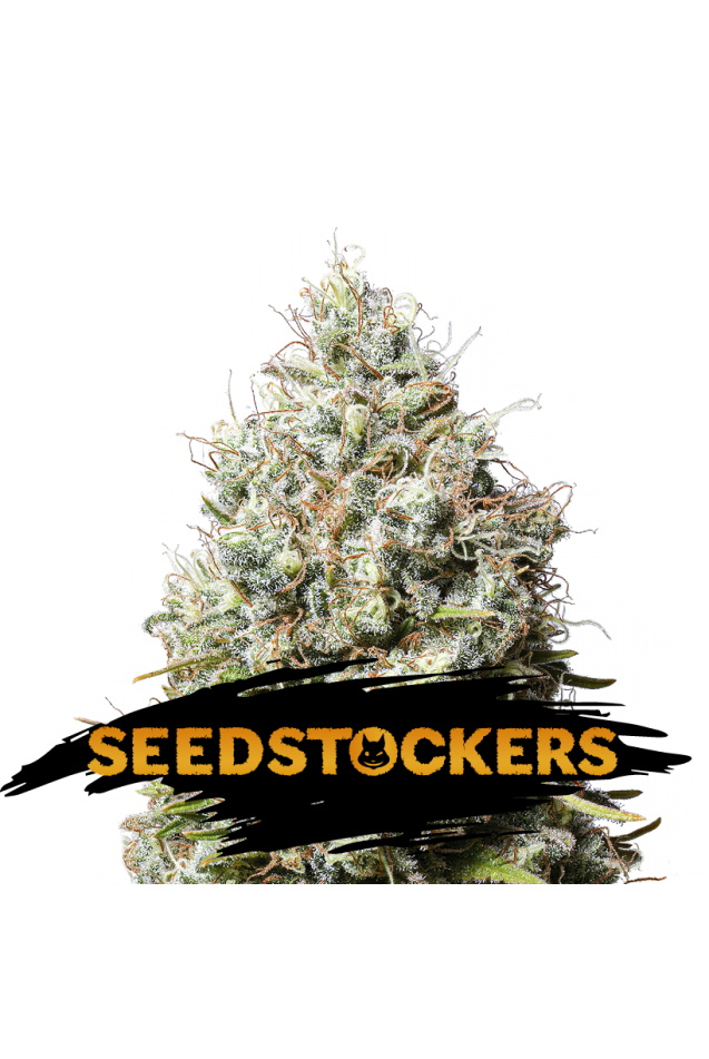 Jack Herer Feminised Seeds