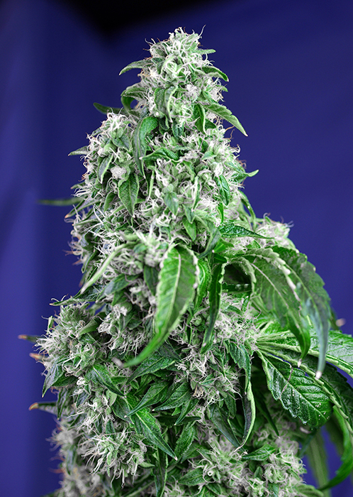 Big Devil Fast V Feminised Seeds