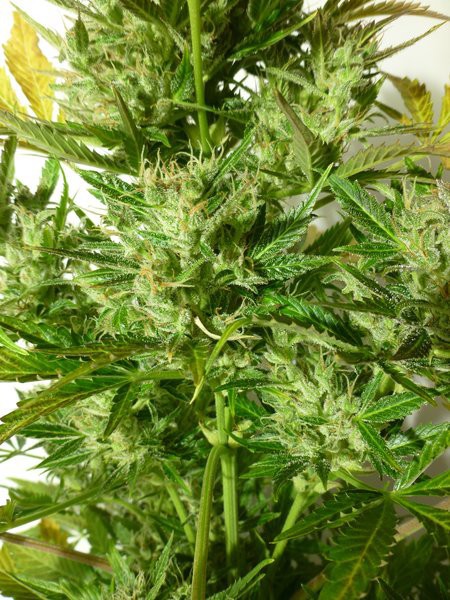 Kush Van Stitch Feminised Seeds
