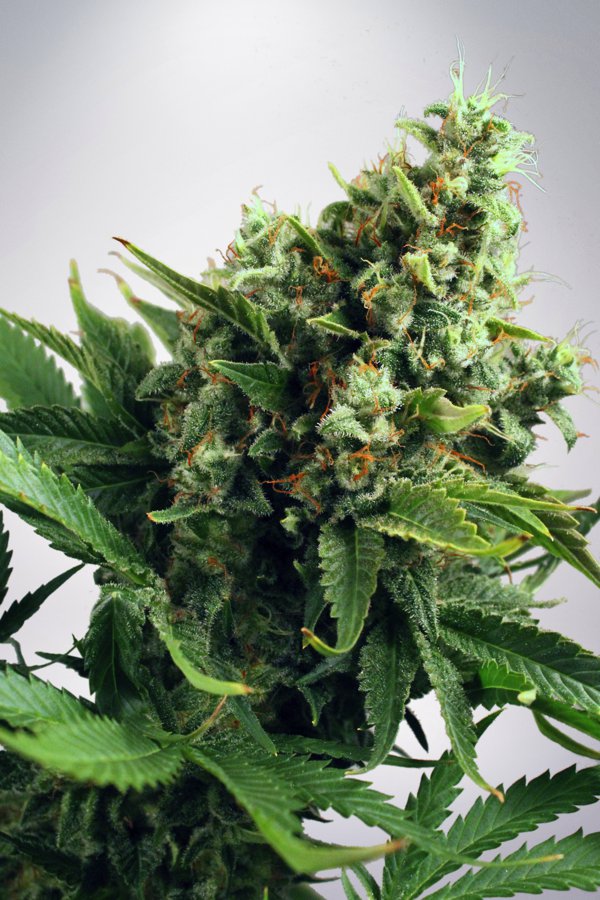 Auto White Widow Feminised Ministry Of Cannabis Seeds