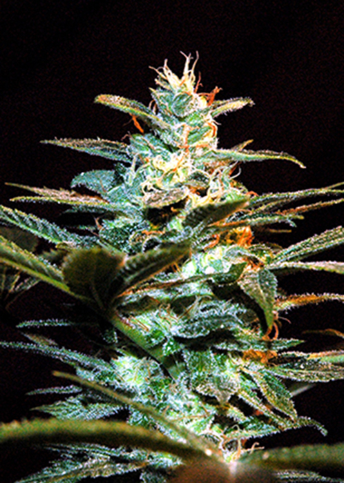 NYC Diesel * Feminised Seeds