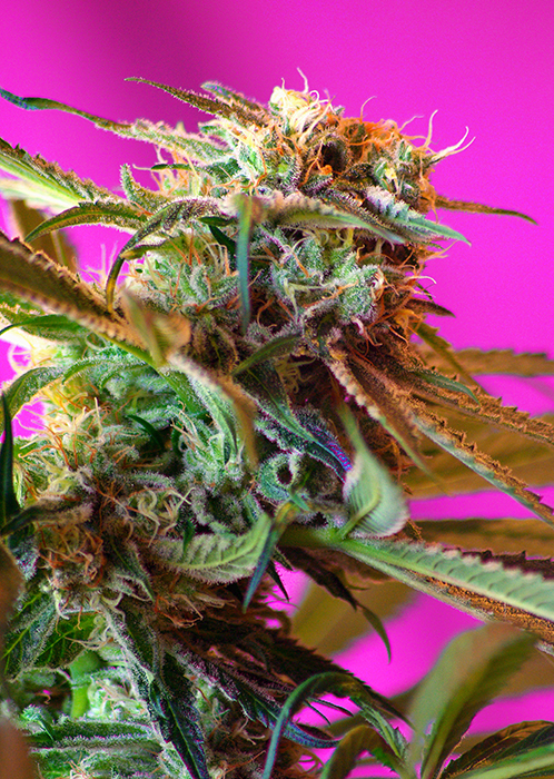 Wild Rose Feminised Seeds