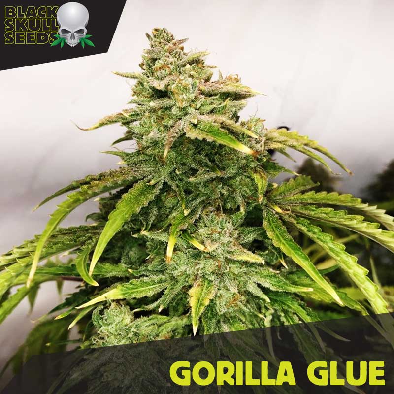 Gorilla Glue Feminised Seeds