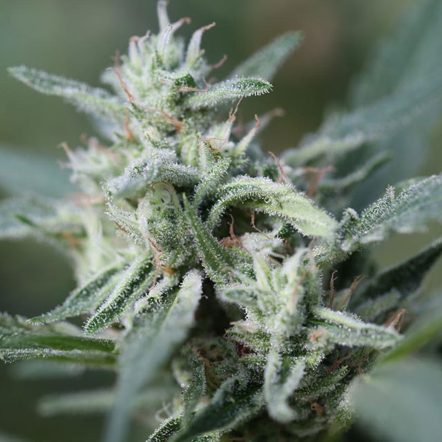 CannaFuel CBD+ Feminised Seeds