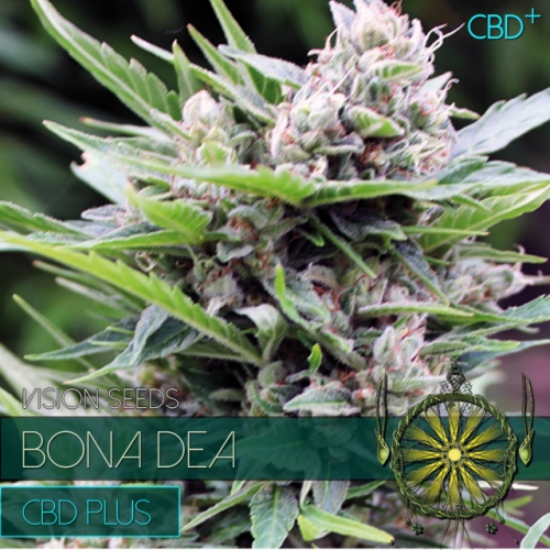 Bona Dea CBD+ Feminised Seeds
