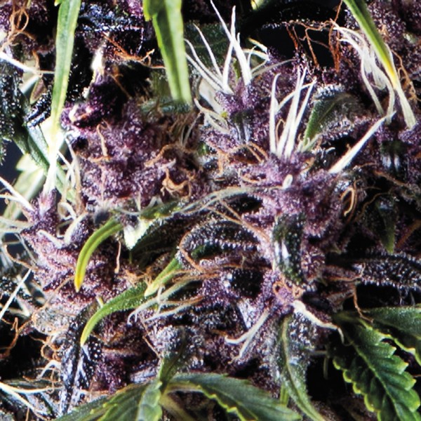 Auto Purple Feminised Pyramid Seeds