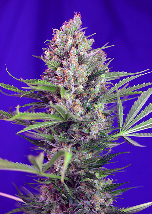 Cream Mandarine Fast V Feminised Seeds