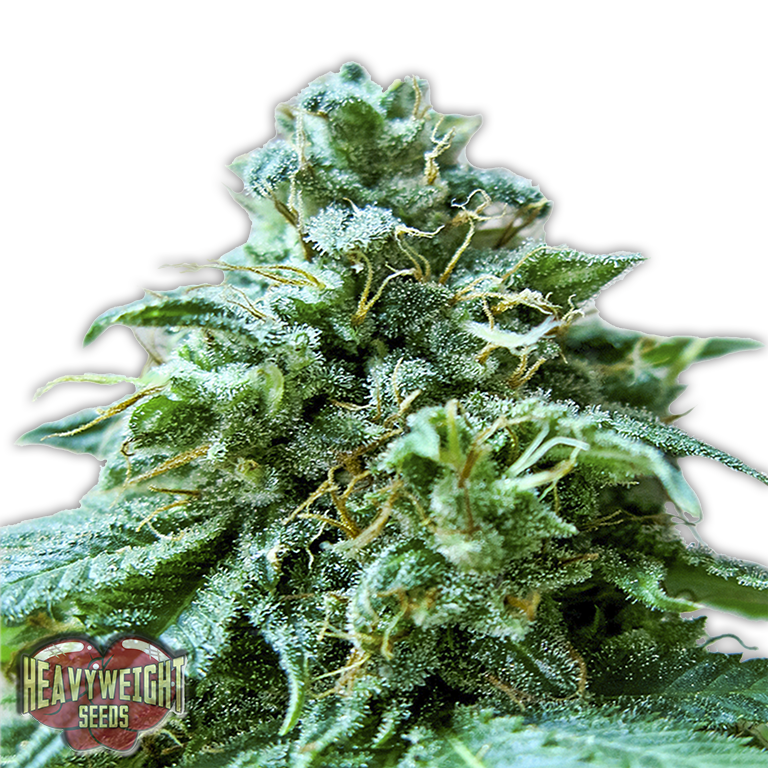 Superb O.G. Feminised Seeds
