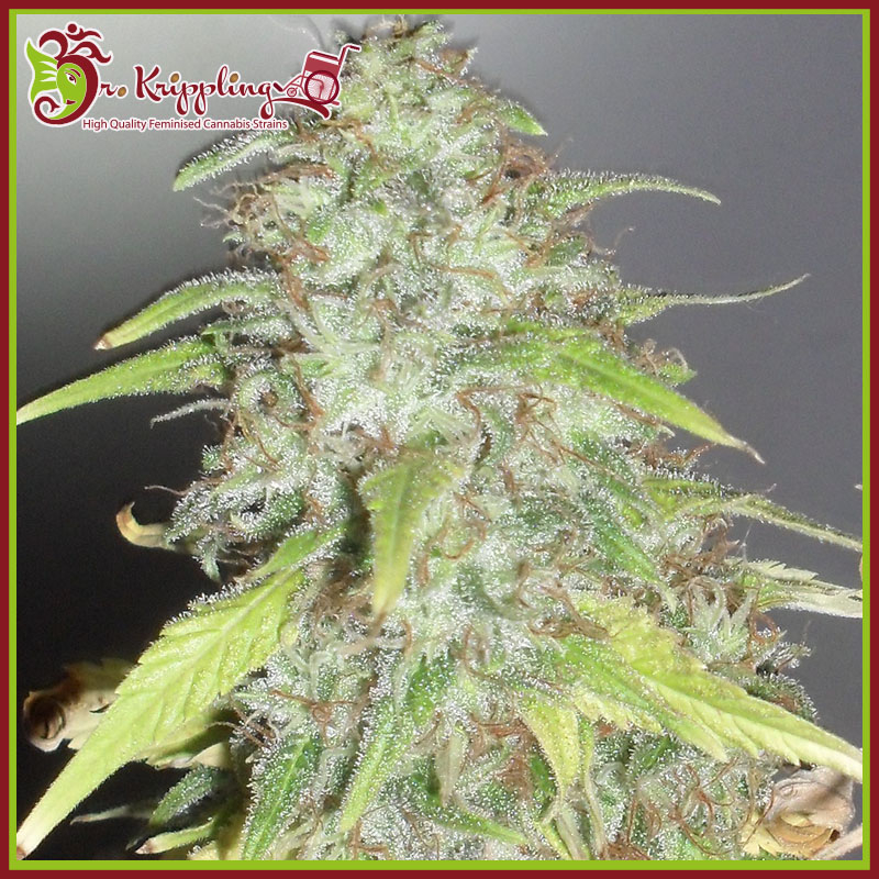 Kripple Shock Feminised Seeds