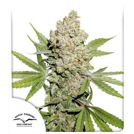 Auto Lemon Kix 1 Feminised Dutch Passion Seeds