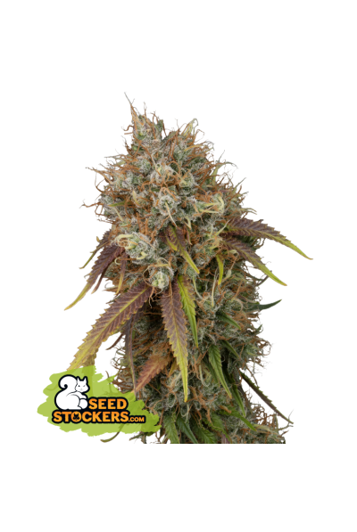 Black Rainbow Feminised Seeds