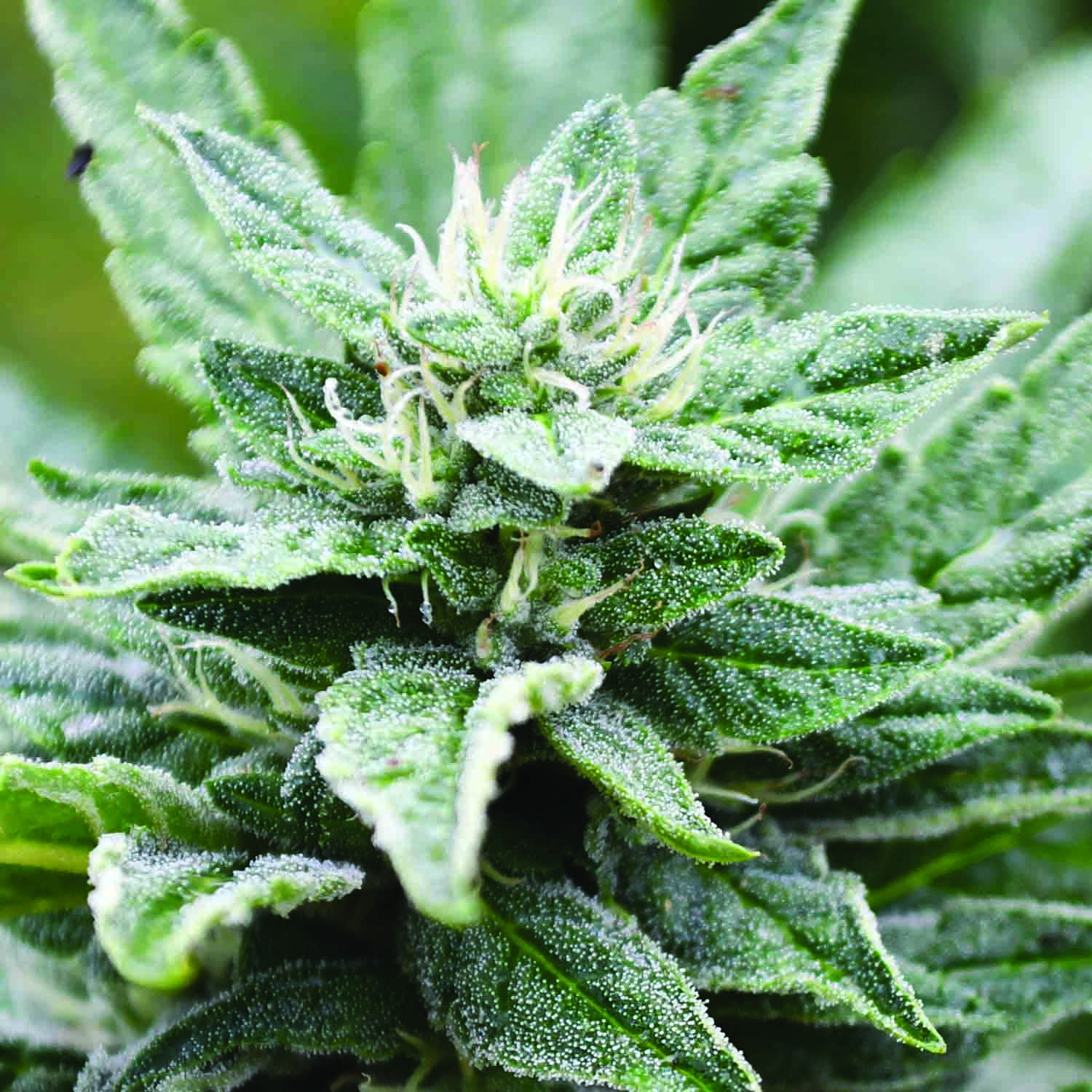 SFV OG Kush x RPK Feminised Seeds