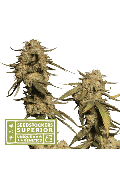 Blue Moby Feminised Seeds
