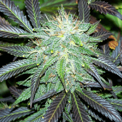 Black Buddha Feminised Seeds