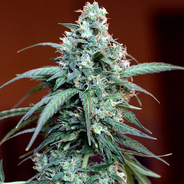 Auto Massassin Feminised Seeds