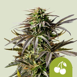 Cherry Pie Auto Feminised Seeds