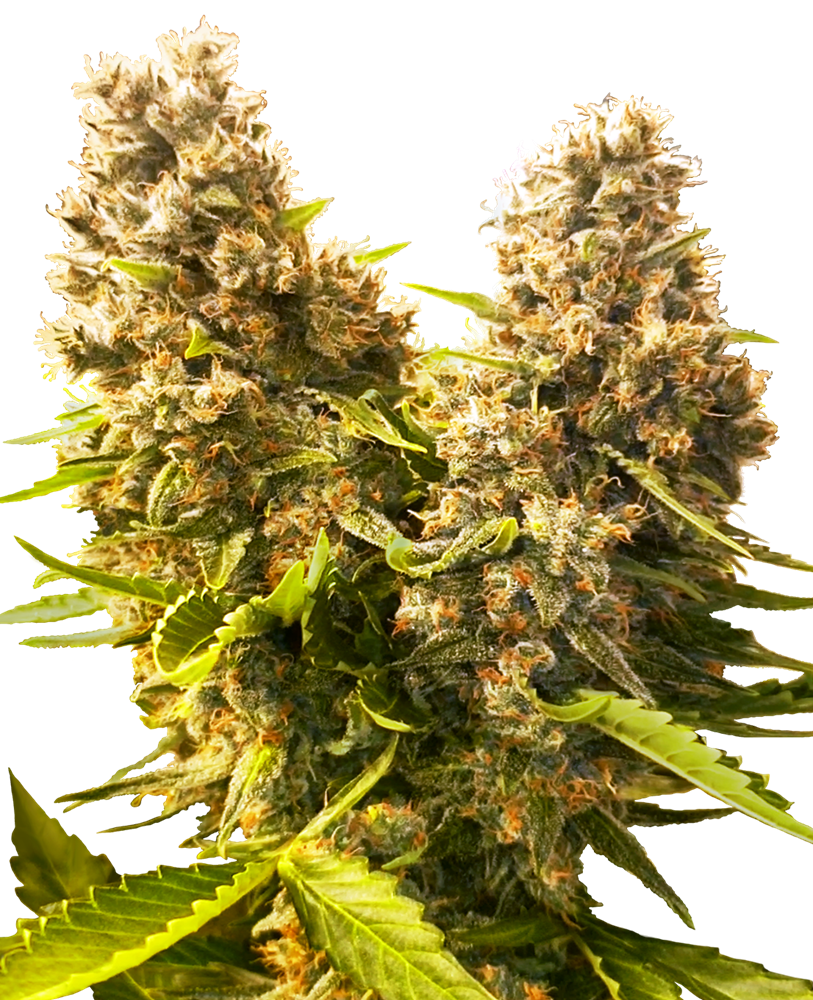 Banana Kush Cake Auto 8 Feminised Sensi Seeds