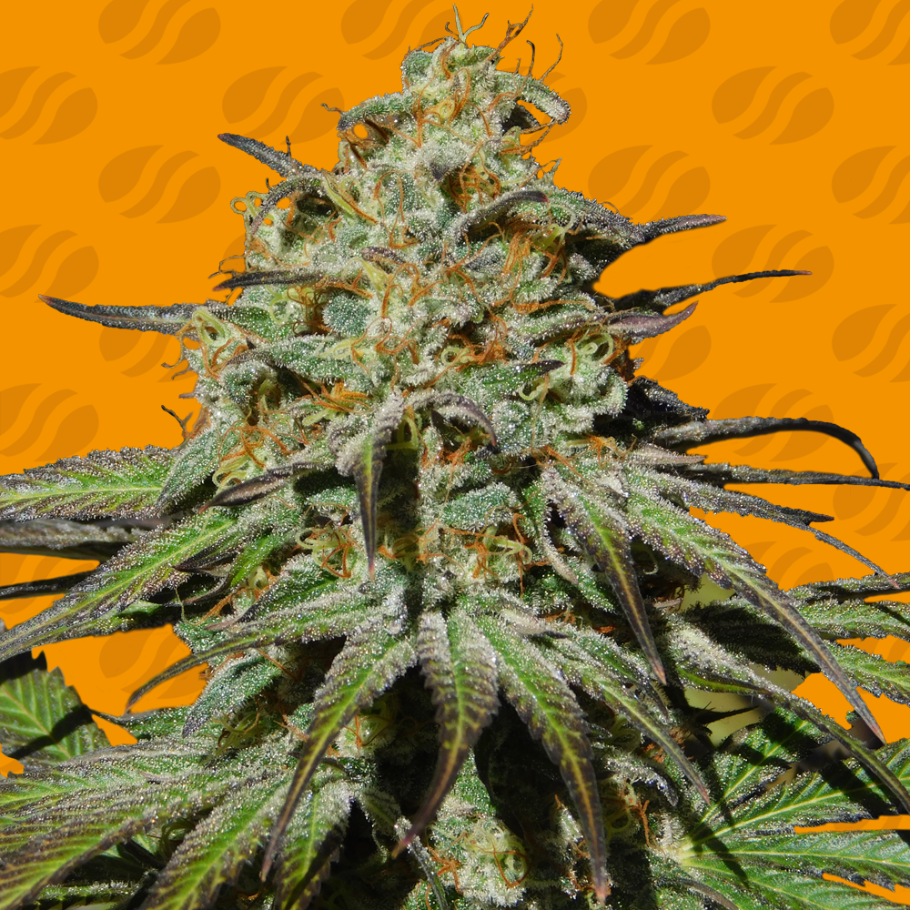 Jealousy Feminised Seeds
