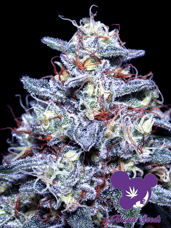 Hyper Glue Feminised Cannabis Seeds Anesia Seeds