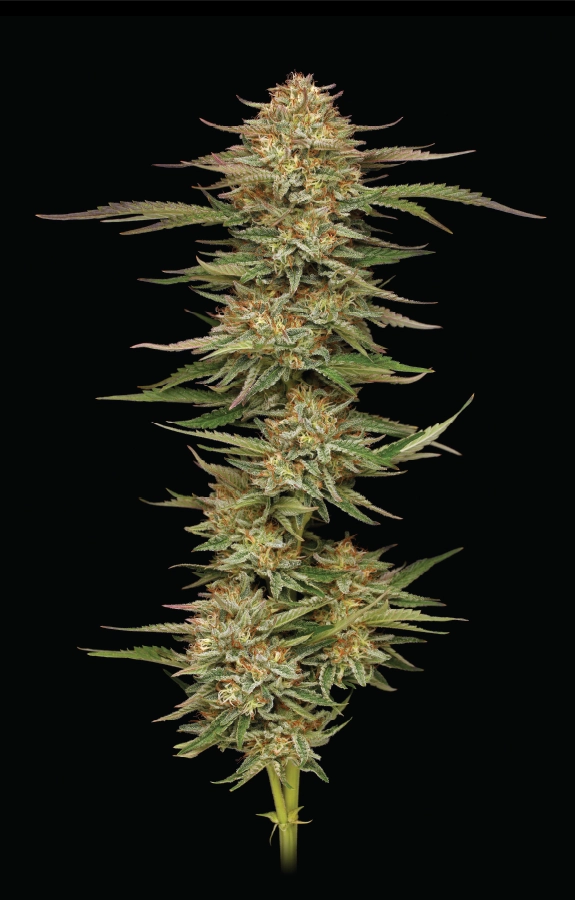 Orange Creampop Feminised Seeds