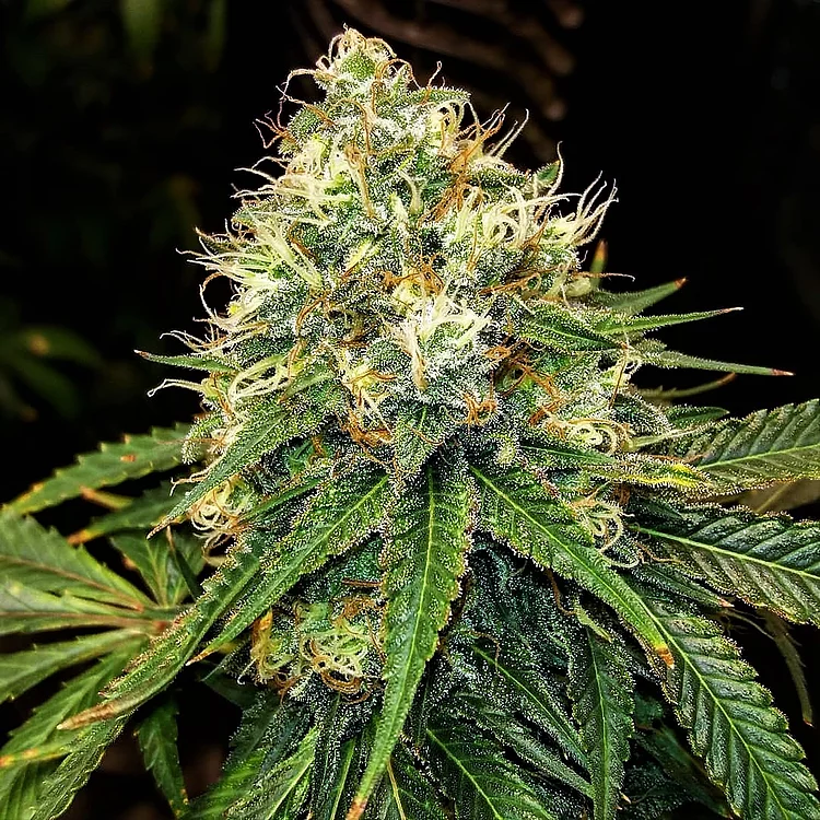 Truffle Berry Feminised Seeds