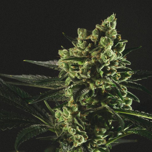 Best Mango Feminised Seeds