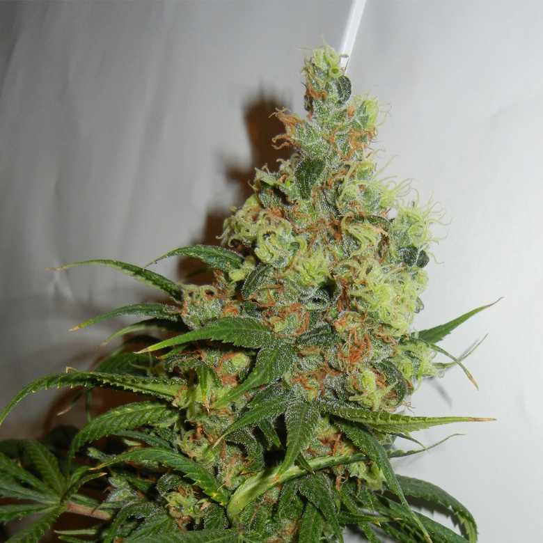 Neil Haze Feminised Seeds