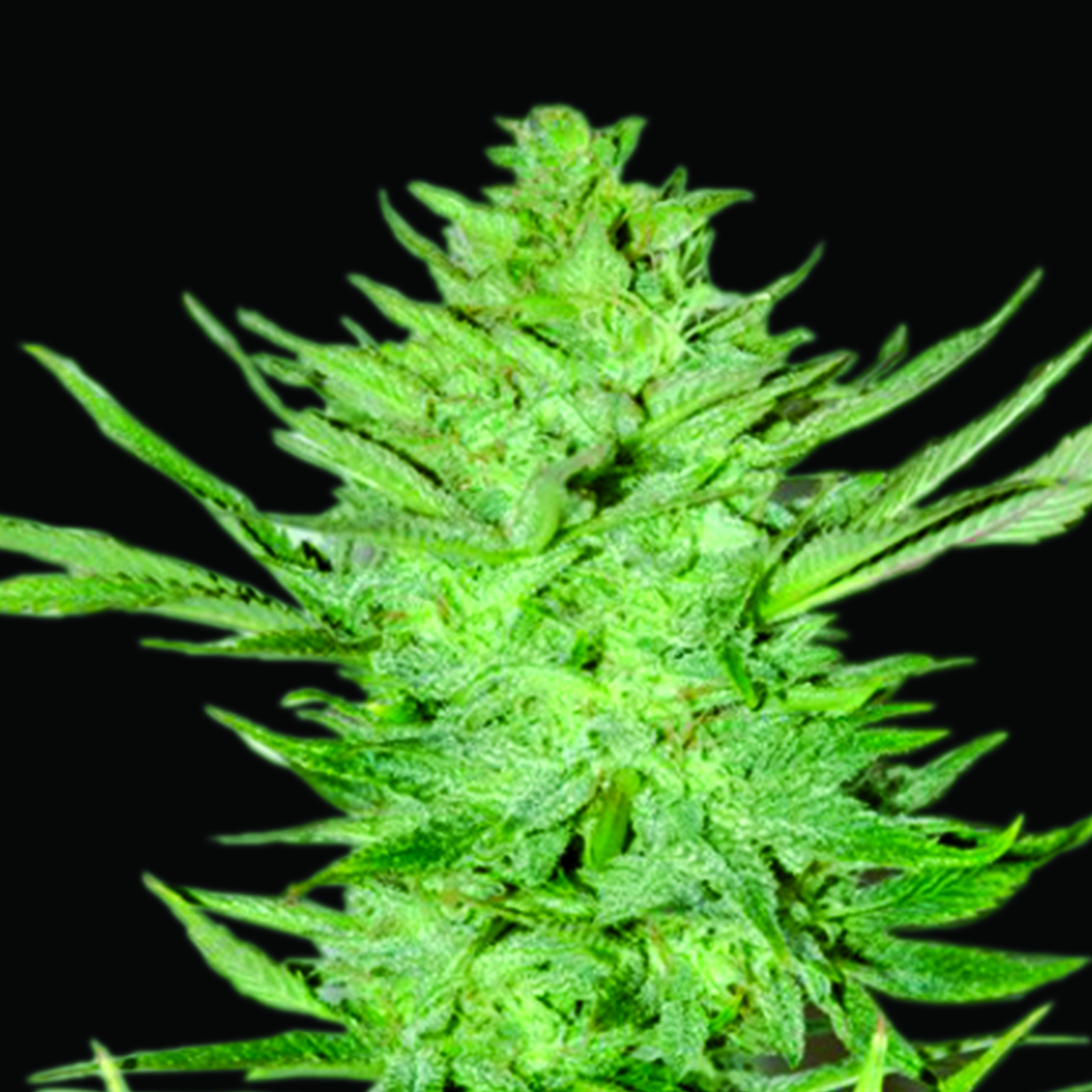 Headlights Kush Auto Feminised Seeds