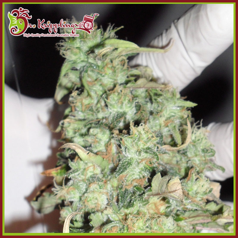 Buzz Light Gear Feminised Seeds