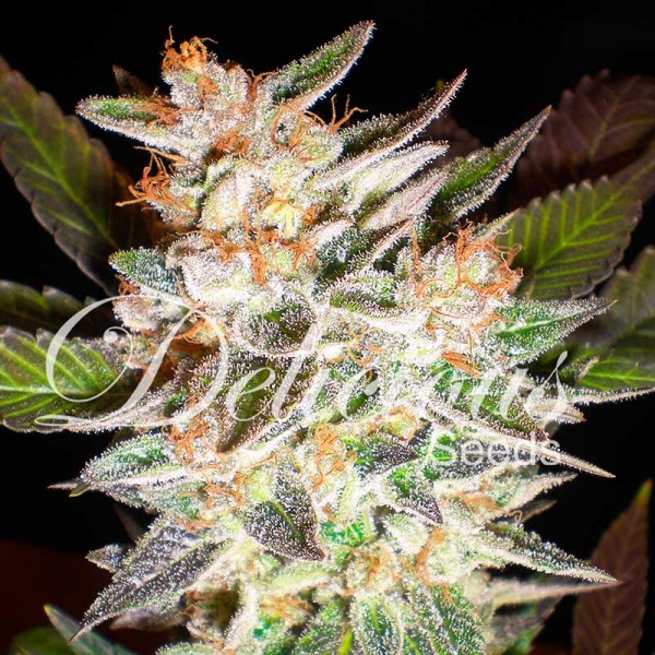 Delicious Candy Auto2 Feminised Seeds