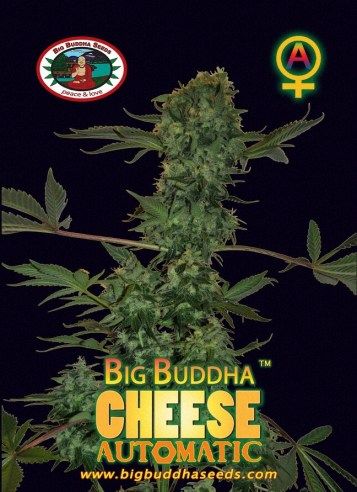 Cheese Automatic Feminised Seeds