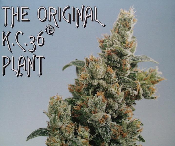 KC36 Feminised Seeds