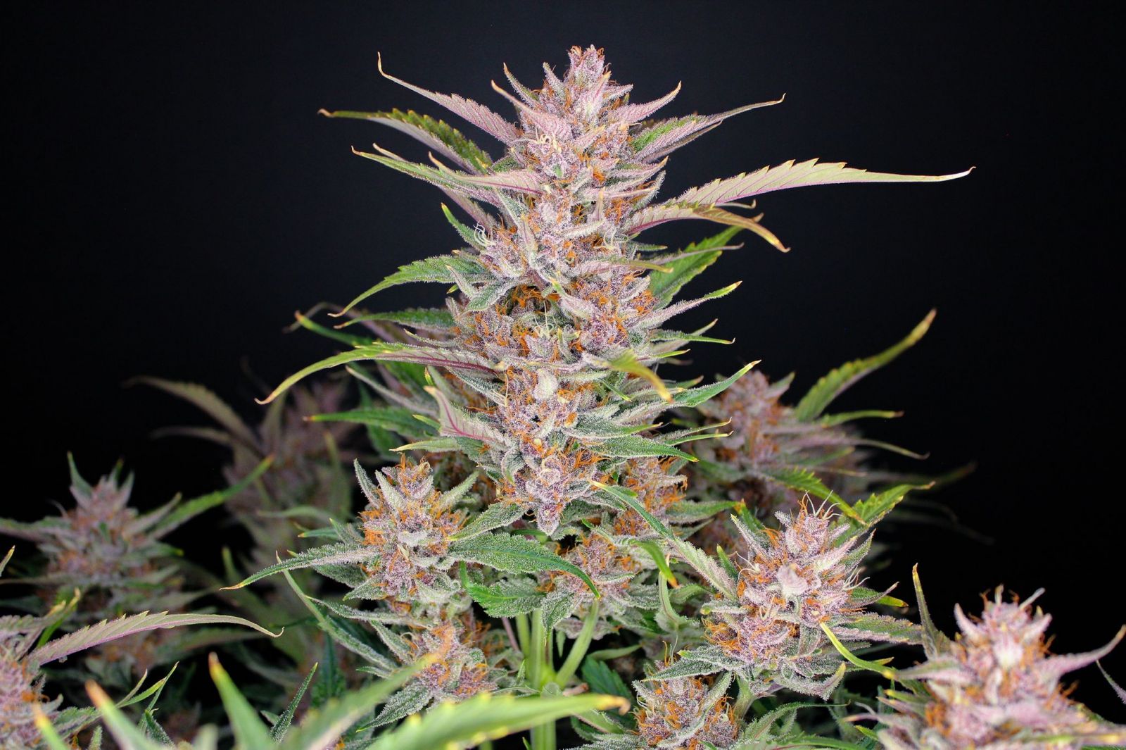 Gorilla Punch Auto Feminised Seeds