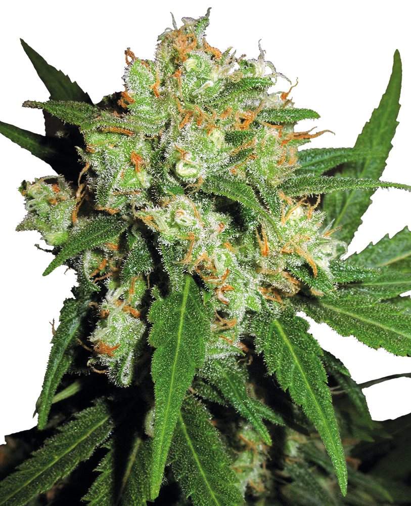 Early Girl Feminised Seeds