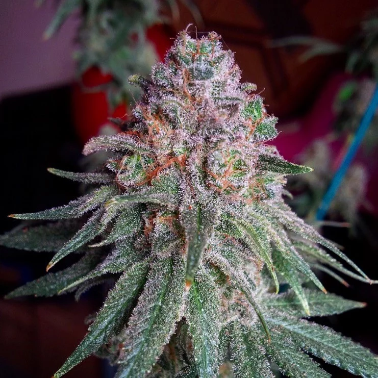 Purple Dawg Mass Feminised Seeds