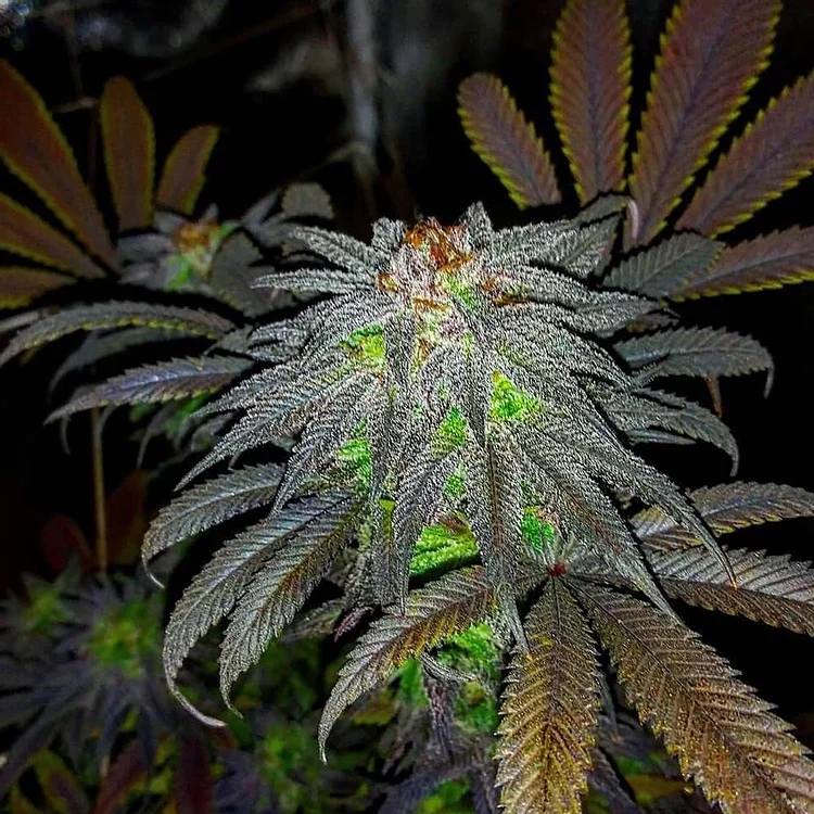 Auto Gorillagasm Feminised Seeds