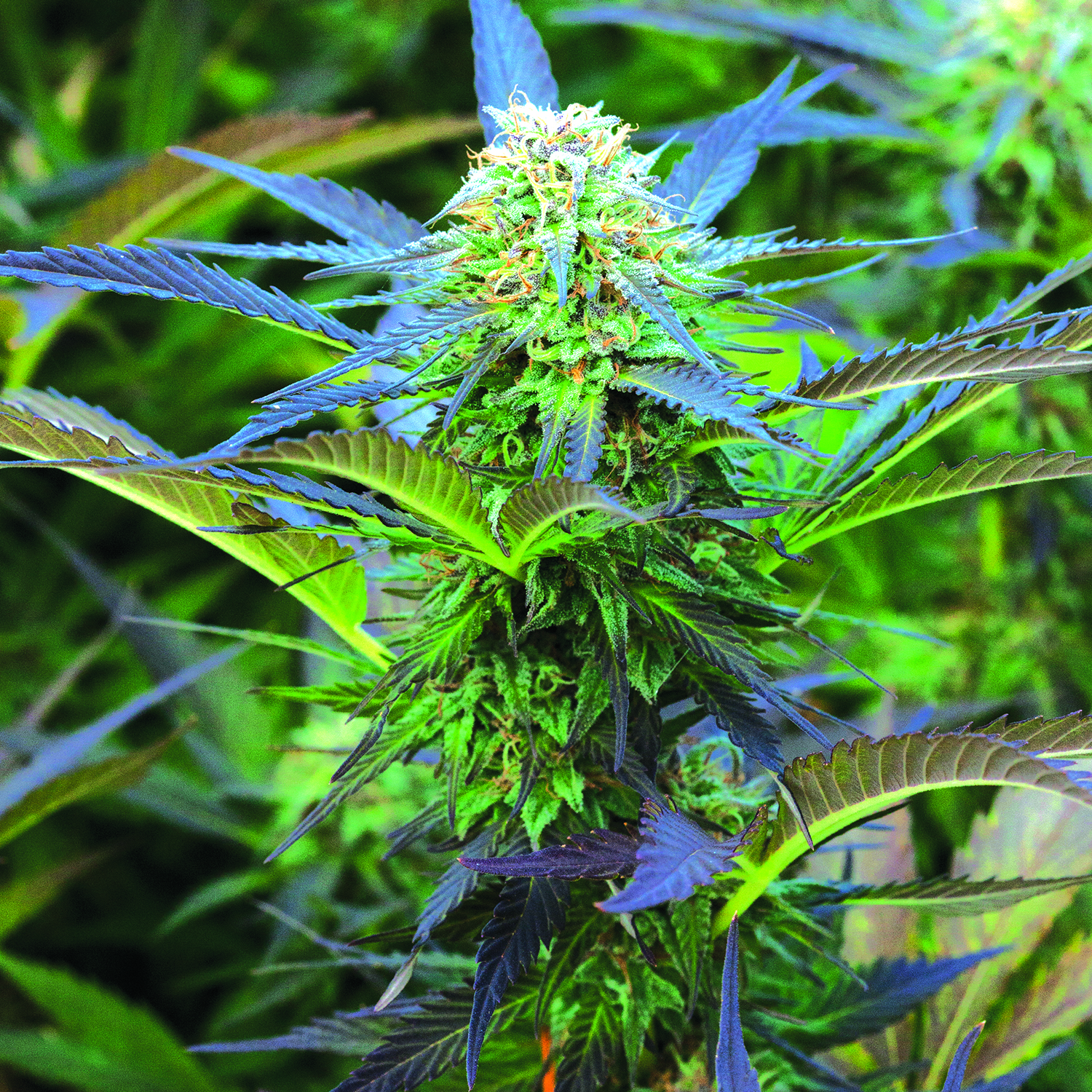 Royal Purple Kush Auto Feminised Seeds