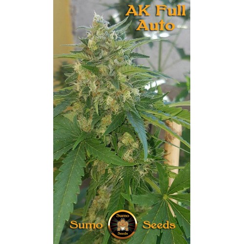 AK Full Auto Feminised Seeds
